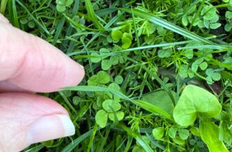 Trying to Grow a Lawn in Shade? Try This Instead