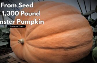 5 Secrets For Monster Pumpkins