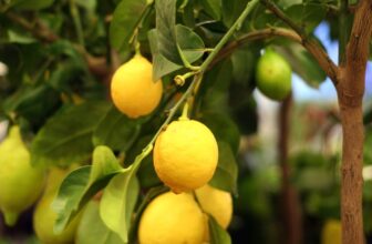 Yes! You CAN Grow a Lemon Tree