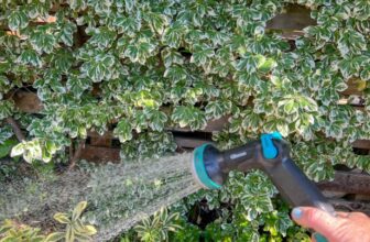 7 Ways to Reduce Water Usage While Gardening