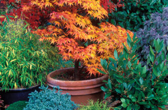 How to Grow Small Trees in Containers