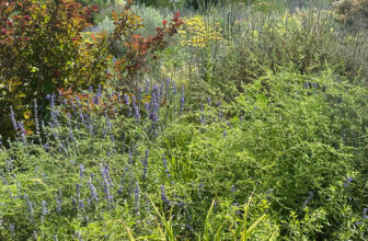 Delicious and Beautiful Perennial Vegetables