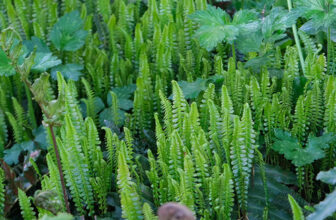 Uncommon Ground Covers with Reliable Interest