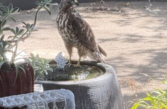 Juvenile hawk at the fountain