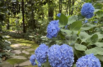 Serene woodland garden at Memphis Fling
