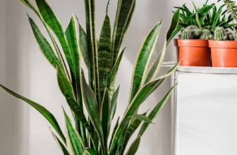 The Secret to Making Your Snake Plant Bloom (Most Never See This!)