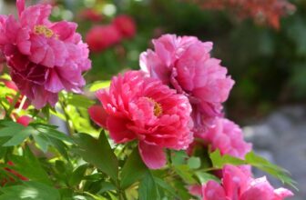 10 Peony Mistakes Even Expert Gardeners Make