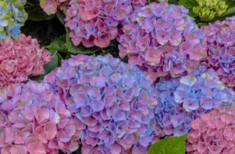 7 Hydrangea Fertilizing Mistakes That Kill Summer Blooms