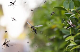 11 Genius Ways to Repel Mosquitoes (Number 6 Will Shock You) –