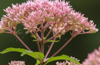 10 Shocking Reasons Joe Pye Weed Is a Hummingbird Magnet –