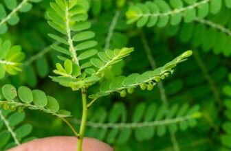 This Plant is Changing Everything –