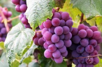 6 Steps to Grow Grapes in Containers (Anyone Can Do!) –