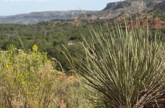 Basketflower and painted buntings in Palo Duro Canyon