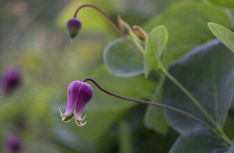 the magic of small-flowered clematis, with alla olkhovska
