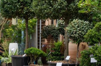 How to Choose the Best Garden Screening Plants + Top Tips For Privacy – The Middle-Sized Garden