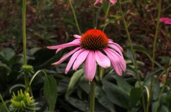 Herbal Guide to Echinacea: Benefits, Uses, & Harvesting