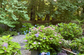 Kim’s Garden Before and After in Rhode Island