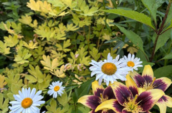 Maxine’s Midsummer Garden, Part 1