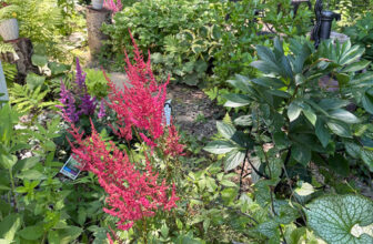 Maxine’s Midsummer Garden, Part 2