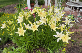 Gwen’s Spring Lilies in Kansas