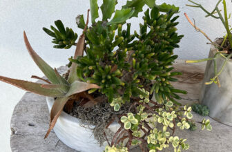 Ponte Vedra Beach Garden Tour: Allison’s Cacti Courtyard