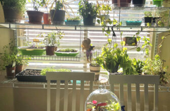 Dawn’s Garden in Arizona Battles Extreme Temperatures