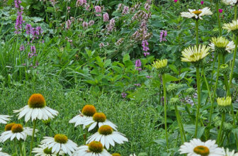 Jennifer’s New Gardening Journey in Minnesota