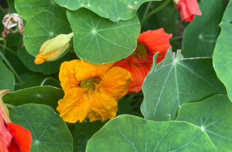 Veggie-Garden Flowers in Connecticut – Fine Gardening