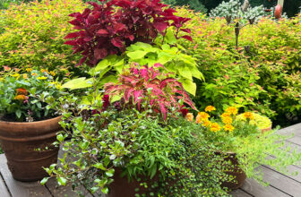 Cindy’s Orange, Chartreuse, and Purple Designs in New York