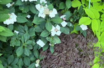Carla’s Late June Flowers and Foliage