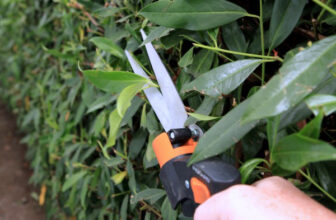 How to Trim Hedges (Guide to Pruning)