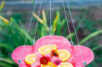 How to Make a Butterfly Feeder in Five Minutes