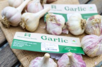 Growing Your Own Garlic Plant
