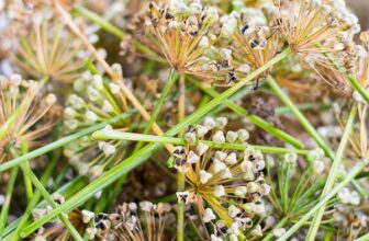 Getting Back to Basics with Seed Saving