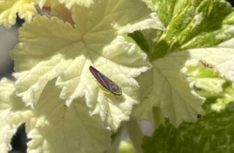 scented geraniums, with well-sweep herb farm’s patrick mcduffee