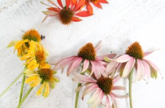 Planting, Pruning and Caring for Coneflowers