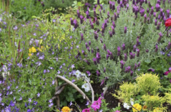 Try Dopamine Gardening for a Feel-Good, Joyful Garden