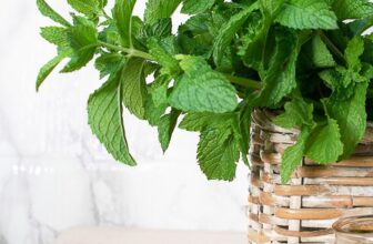 How to Grow Mint for Tons of Refreshing Greenery