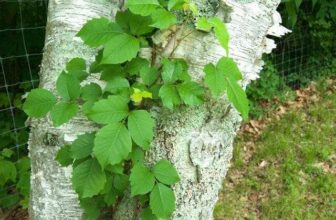 a 101 on poison ivy, with dr. susan pell (reprise edition)