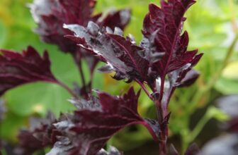 10 Unusual Greens to Try in Your Next Salad (That Aren’t Lettuce)