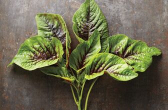 Amazing Amaranth: All About this Leafy Green, Grain, and Superfood