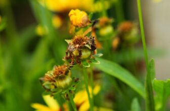 More Flowers Please! Deadheading Flowers to Increase Blooming