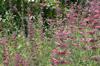Tips and Tricks for Growing Agastache in the Mountain West