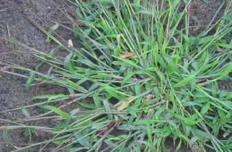 Identifying and Managing Problematic Crabgrass