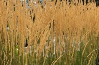 Showy Ornamental Grass Alternatives to Pampas Grass