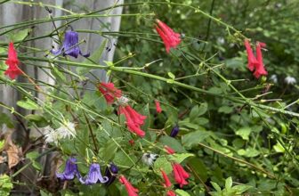 Early September flowers, foliage in my Austin garden