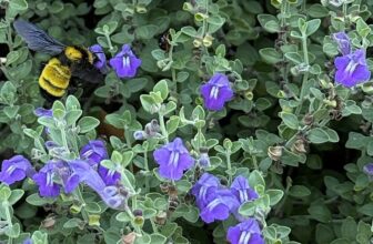 Skullcap pollinators, pests, plus oxblood lilies