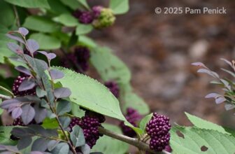 Oxblood lilies, berries, and other signs of summer’s end