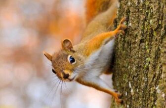 10 Plants That Make Squirrels Pack Their Bags (Without Breaking a Sweat!)