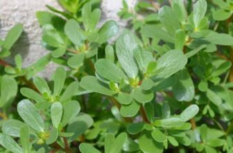 The Secret Medicine Growing Between Your Sidewalk Cracks